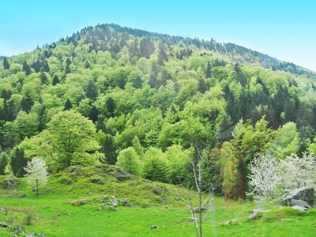 Hotel Grossbach Menzenschwand-Hinterdorf Exterior foto